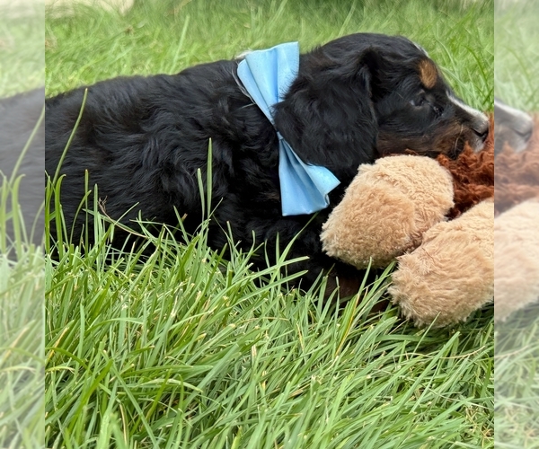 Medium Photo #3 Bernedoodle (Miniature) Puppy For Sale in ROY, UT, USA