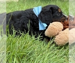 Small #2 Bernedoodle (Miniature)