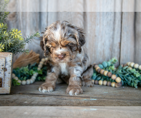 Medium Photo #2 Cocker Spaniel Puppy For Sale in BALTIC, OH, USA