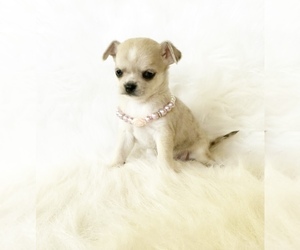 Chihuahua Puppy for Sale in SACRAMENTO, California USA