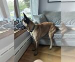Small #2 German Shepherd Dog Mix