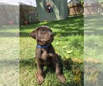 Small #2 Labrador Retriever