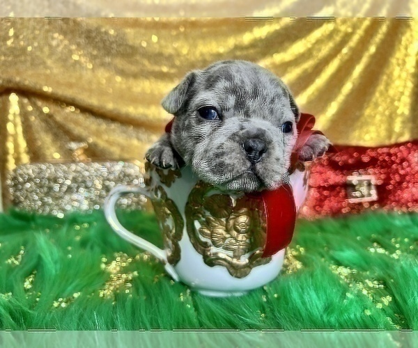 Medium Photo #53 French Bulldog Puppy For Sale in HAYWARD, CA, USA