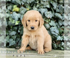 Golden Retriever Puppy for sale in NEW HOLLAND, PA, USA