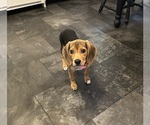 Female puppy - Female Beagle Puppy for Sale - Small photo