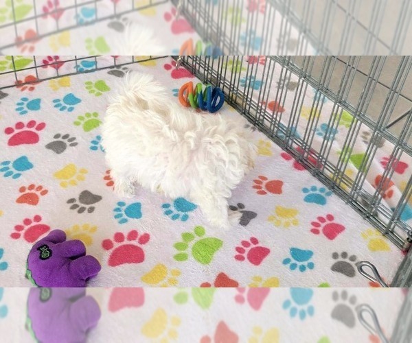 Medium Photo #13 Maltipoo (Toy) Puppy For Sale in ORO VALLEY, AZ, USA