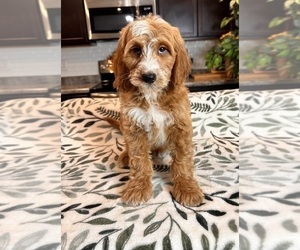 Goldendoodle (Miniature) Puppy for sale in GREENWOOD, IN, USA
