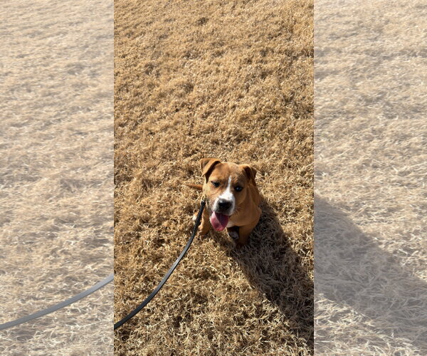 Medium Photo #2 Beagle-Unknown Mix Puppy For Sale in Denton, TX, USA