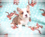 Small Photo #1 Pembroke Welsh Corgi Puppy For Sale in NORWOOD, MO, USA