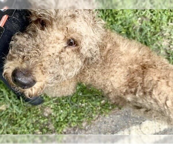 Medium Photo #2 Poodle (Standard) Puppy For Sale in Houston, TX, USA
