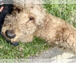 Small #1 Poodle (Standard)