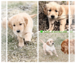 Puppy Green girl Golden Retriever
