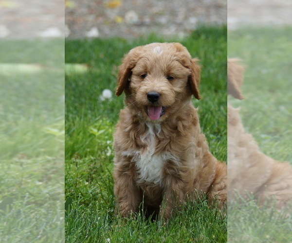 Medium Photo #3 Goldendoodle (Miniature) Puppy For Sale in MILLERSBURG, OH, USA