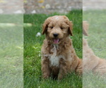 Small #2 Goldendoodle (Miniature)
