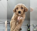 Small #12 Goldendoodle (Miniature)
