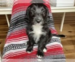 Puppy 1 Goldendoodle-Old English Sheepdog Mix