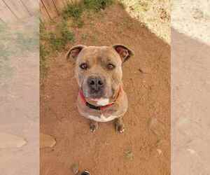 American Staffordshire Terrier-Unknown Mix Dogs for adoption in phoenix, AZ, USA