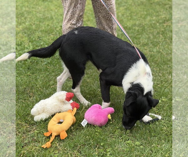 Medium Photo #8 Labrador Retriever-Unknown Mix Puppy For Sale in Yardley, PA, USA