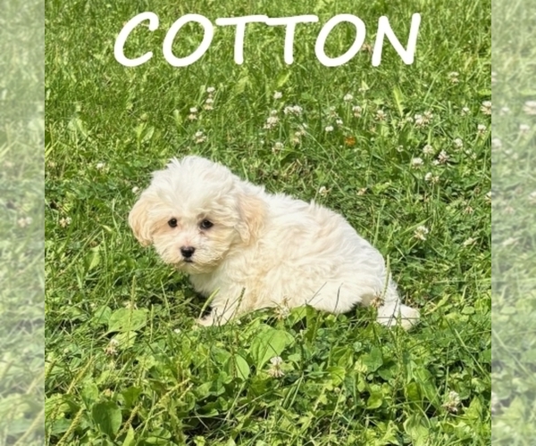 Medium Photo #3 Shih-Poo Puppy For Sale in HARTLAND, MN, USA