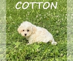 Small #2 Shih-Poo