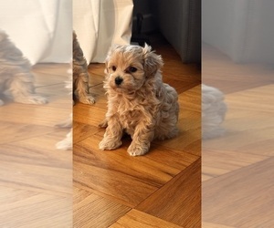 Medium Maltipoo