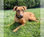 Small #3 Black Mouth Cur-Vizsla Mix