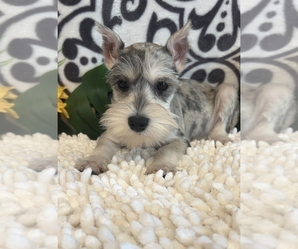 Medium Photo #2 Schnauzer (Miniature) Puppy For Sale in MARTINSVILLE, IN, USA