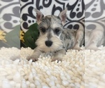 Small Photo #2 Schnauzer (Miniature) Puppy For Sale in MARTINSVILLE, IN, USA