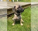 Small #4 Mutt