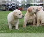 Small #4 Labrador Retriever