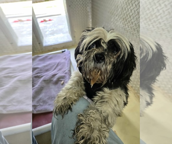 Medium Photo #4 Shih Tzu Puppy For Sale in Rustburg, VA, USA