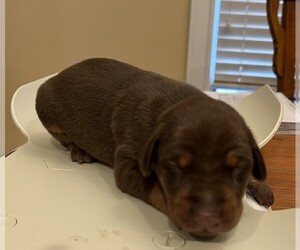 Doberman Pinscher Puppy for sale in PECK, KS, USA