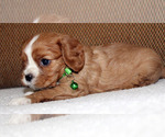 Small #3 Cavalier King Charles Spaniel