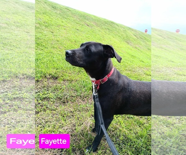 Medium Photo #4 American Pit Bull Terrier-Unknown Mix Puppy For Sale in Farmerville, LA, USA