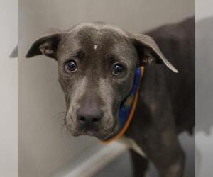 American Staffordshire Terrier-Unknown Mix Dogs for adoption in San Antonio, TX, USA