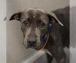 RASPI - Female American Staffordshire Terrier-Unknown Mix Dog for Adoption - Small photo