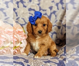 Cavapoo Puppy for sale in RED LION, PA, USA