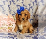 Small Photo #1 Cavapoo Puppy For Sale in RED LION, PA, USA