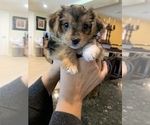 Small Photo #14 Morkie Puppy For Sale in NEW PORT RICHEY, FL, USA