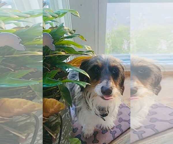 Medium Photo #2 Dachshund Puppy For Sale in Taunton, MA, USA