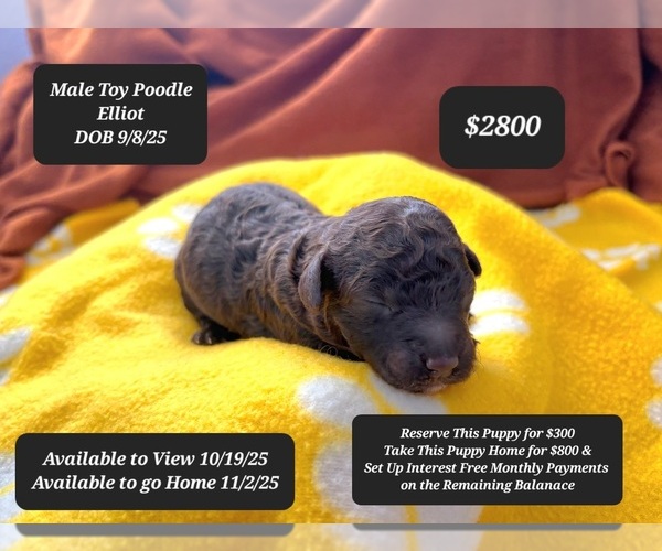 Medium Photo #1 Poodle (Toy) Puppy For Sale in TUCSON, AZ, USA