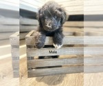 Small Photo #6 Aussiedoodle Miniature  Puppy For Sale in BOAZ, KY, USA