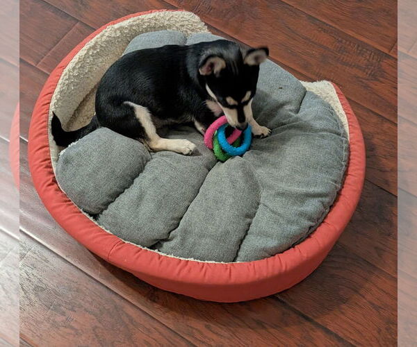 Medium Photo #2 Chihuahua Puppy For Sale in Rosenberg, TX, USA