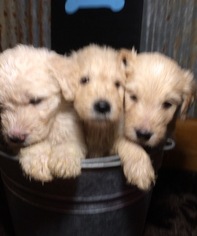 Goldendoodle Puppy for sale in BLUE SPRINGS, MS, USA