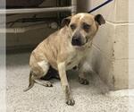 Small American Pit Bull Terrier Mix