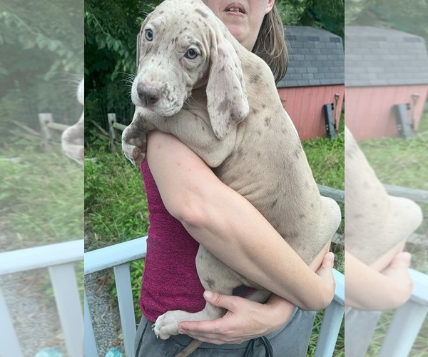 Medium Photo #1 Great Dane Puppy For Sale in SPRAGGS, PA, USA