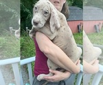 Puppy AKC Sandy Great Dane