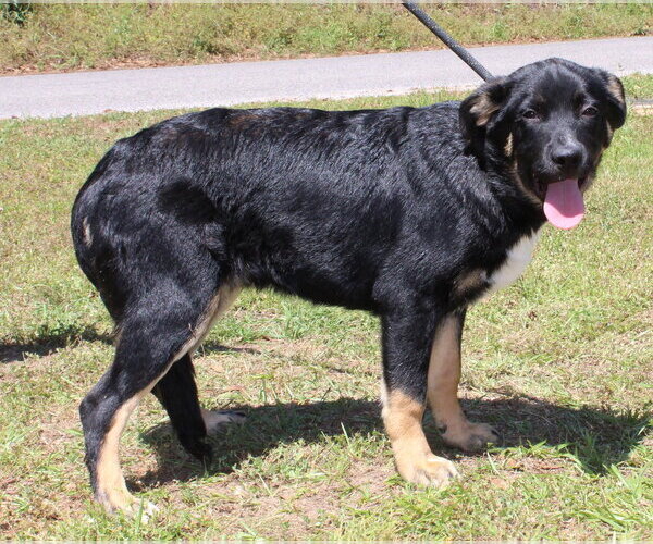 Medium Photo #2 Rottweiler-Unknown Mix Puppy For Sale in Prattville, AL, USA