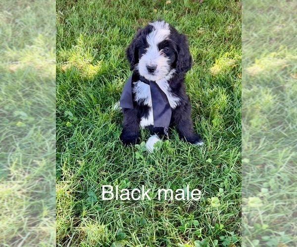 Medium Photo #5 Bernedoodle Puppy For Sale in SPENCER, IN, USA