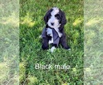 Small #4 Bernedoodle